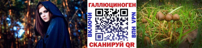 купить  сайты  Улан-Удэ  Псилоцибиновые грибы GOLDEN TEACHER 